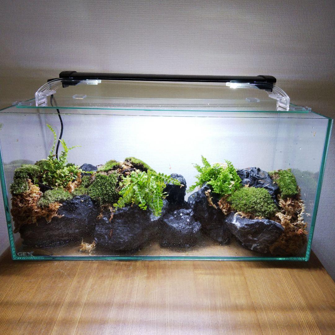 【受注生産】アクアテラリウム　イモリウム　苔テラリウム　テラリウム