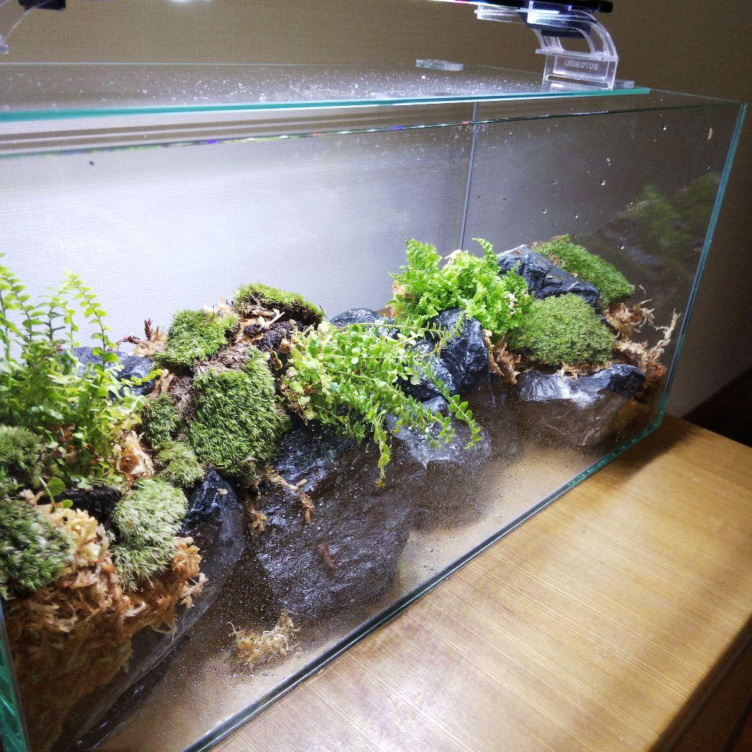 【受注生産】アクアテラリウム　イモリウム　苔テラリウム　テラリウム