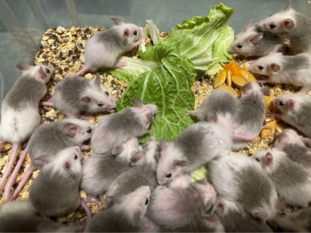 【冷凍】ヤワゲネズミ　Mサイズ20〜40ｇ　５0匹セット【エサ用】