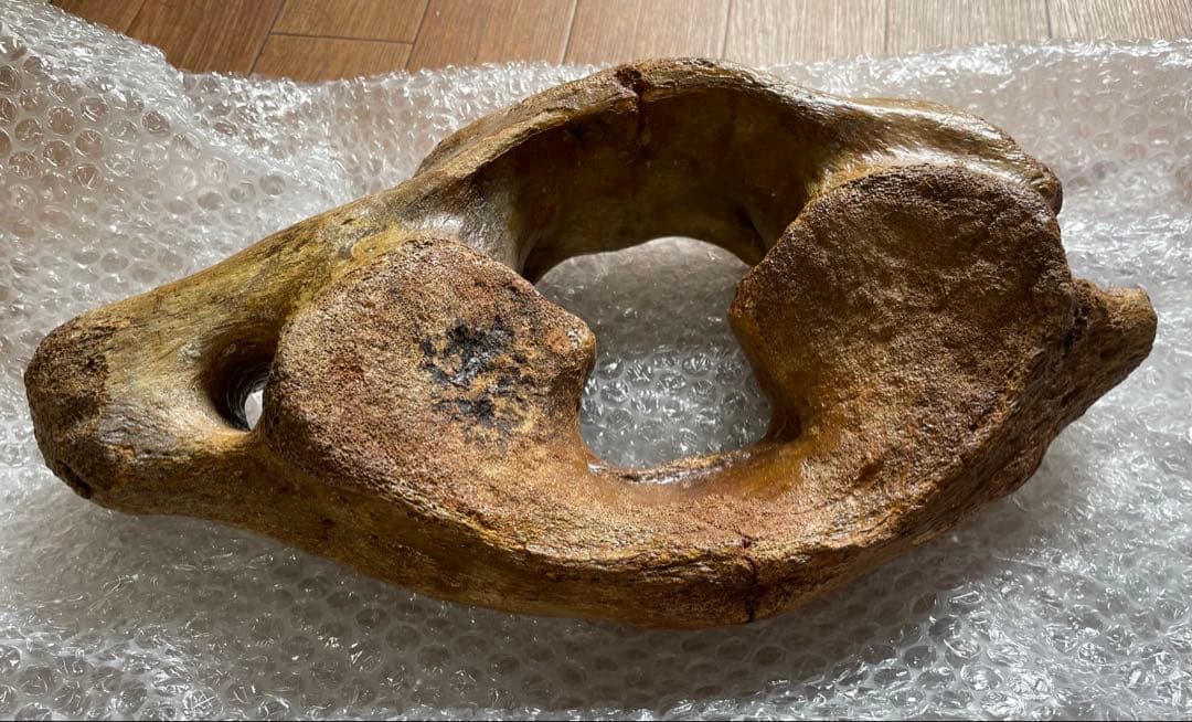 【セール】マンモスの環椎　化石　特大