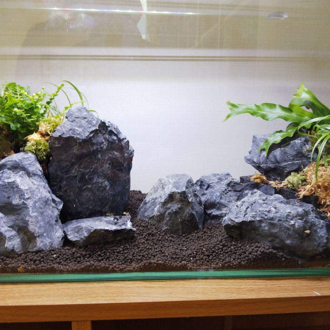 【受注生産】アクアテラリウム　イモリウム　苔　水槽　苔テラリウム