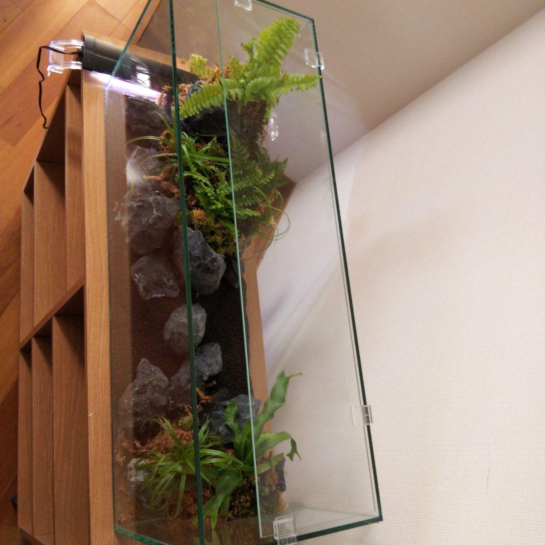 【受注生産】アクアテラリウム　イモリウム　苔　水槽　苔テラリウム