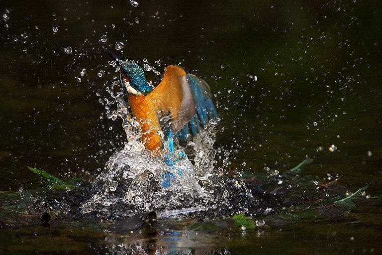 CANON FD500mm F4.5L　EFマウント変換コンバータつき