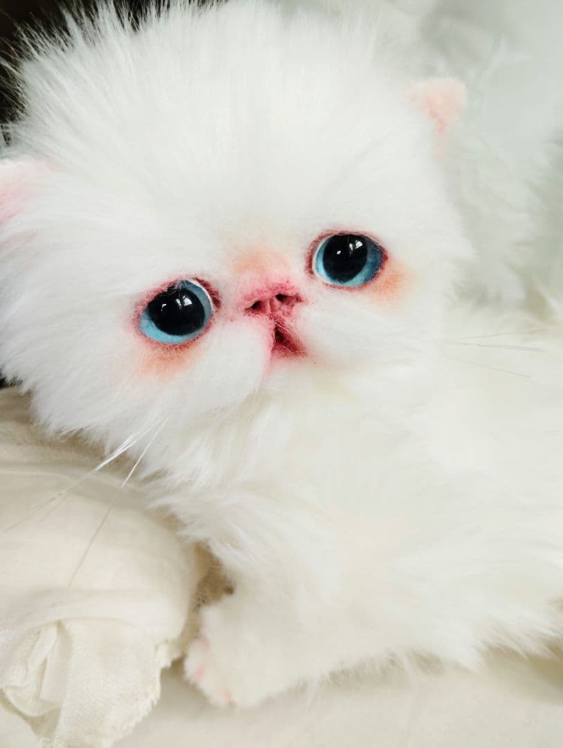 よちよち〜短足♡ころころボディ♡エキゾチック子猫ちゃん♡アートドール♡ぬいぐるみ