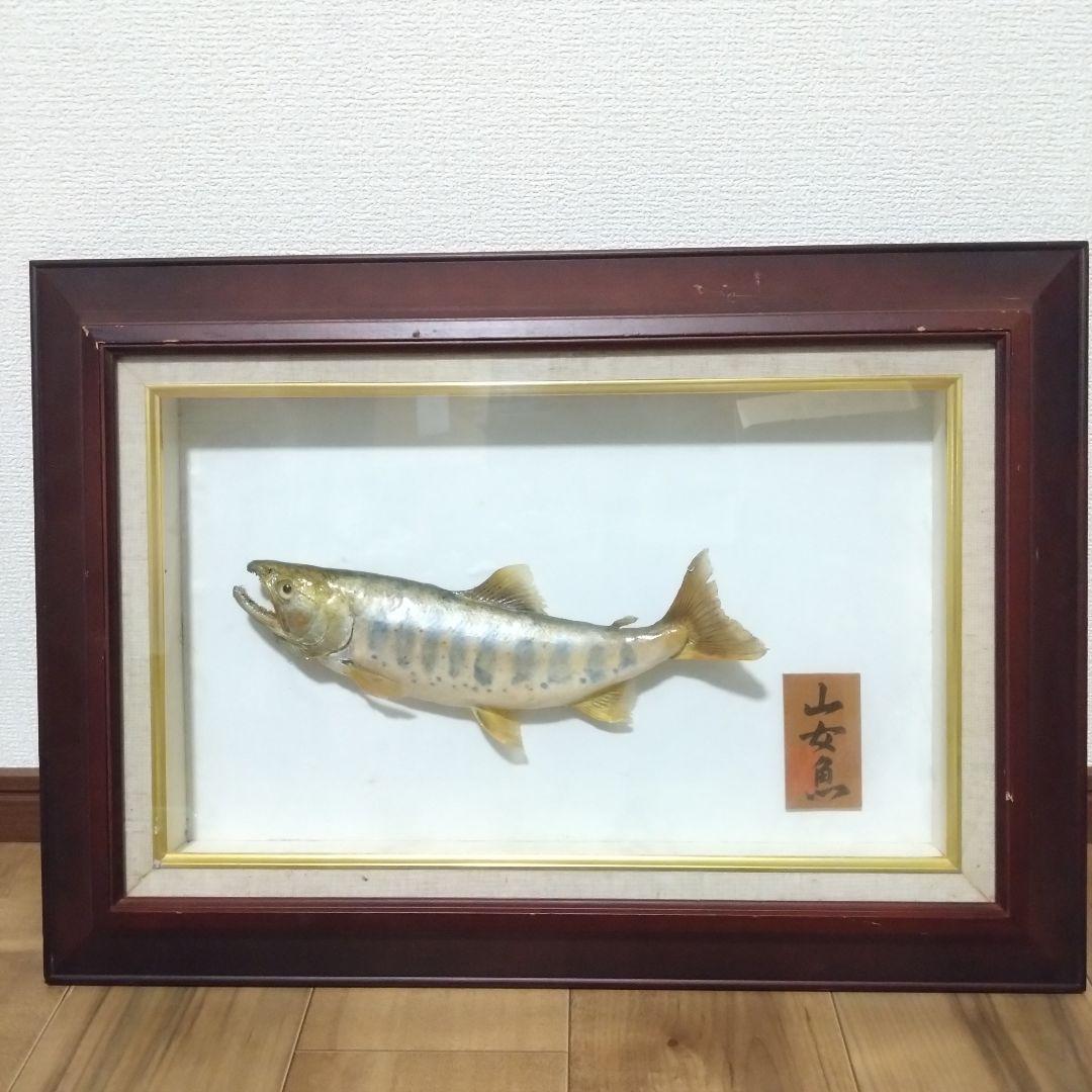 《値下げOK》希少品 尺ヤマメ 剥製 額装品 渓流の女王 山女魚 縁起物