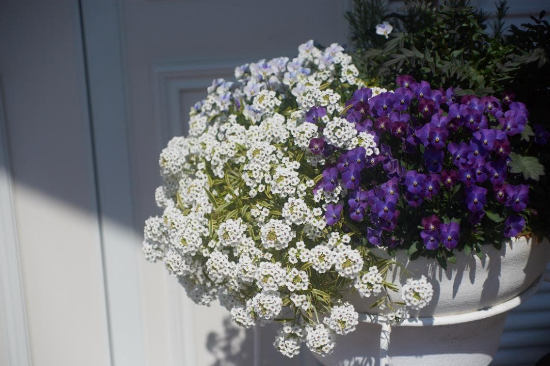 SMC PENTAX-M F1.4 /50mm KマウントL82