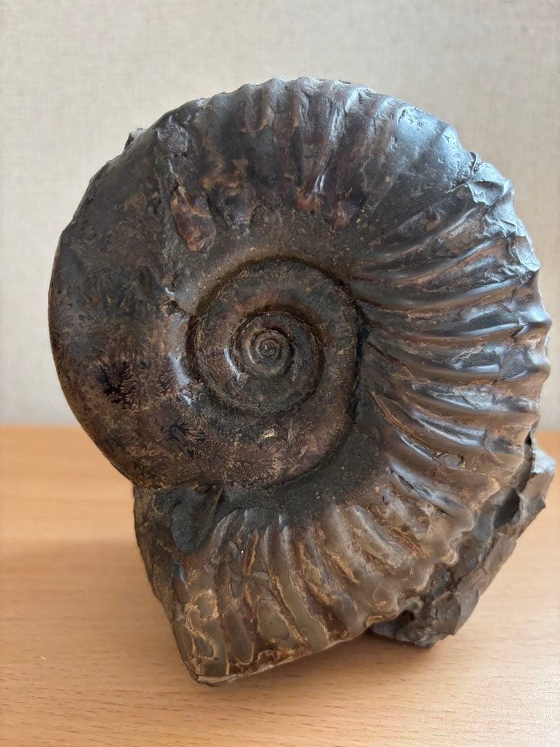 北海道産　アンモナイト　2500g置き物