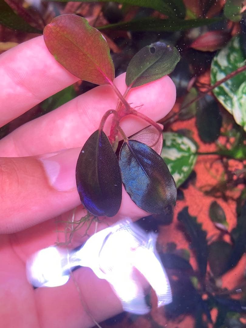 ひ*ろ様 Bucephalandra sp. Violet Bolsom 5株