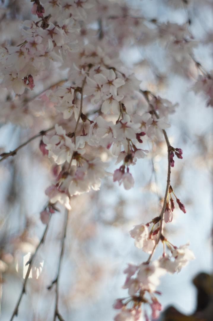 作例有_極美フレア✨ PENTAX スーパータクマー 55mm f1.8 後期