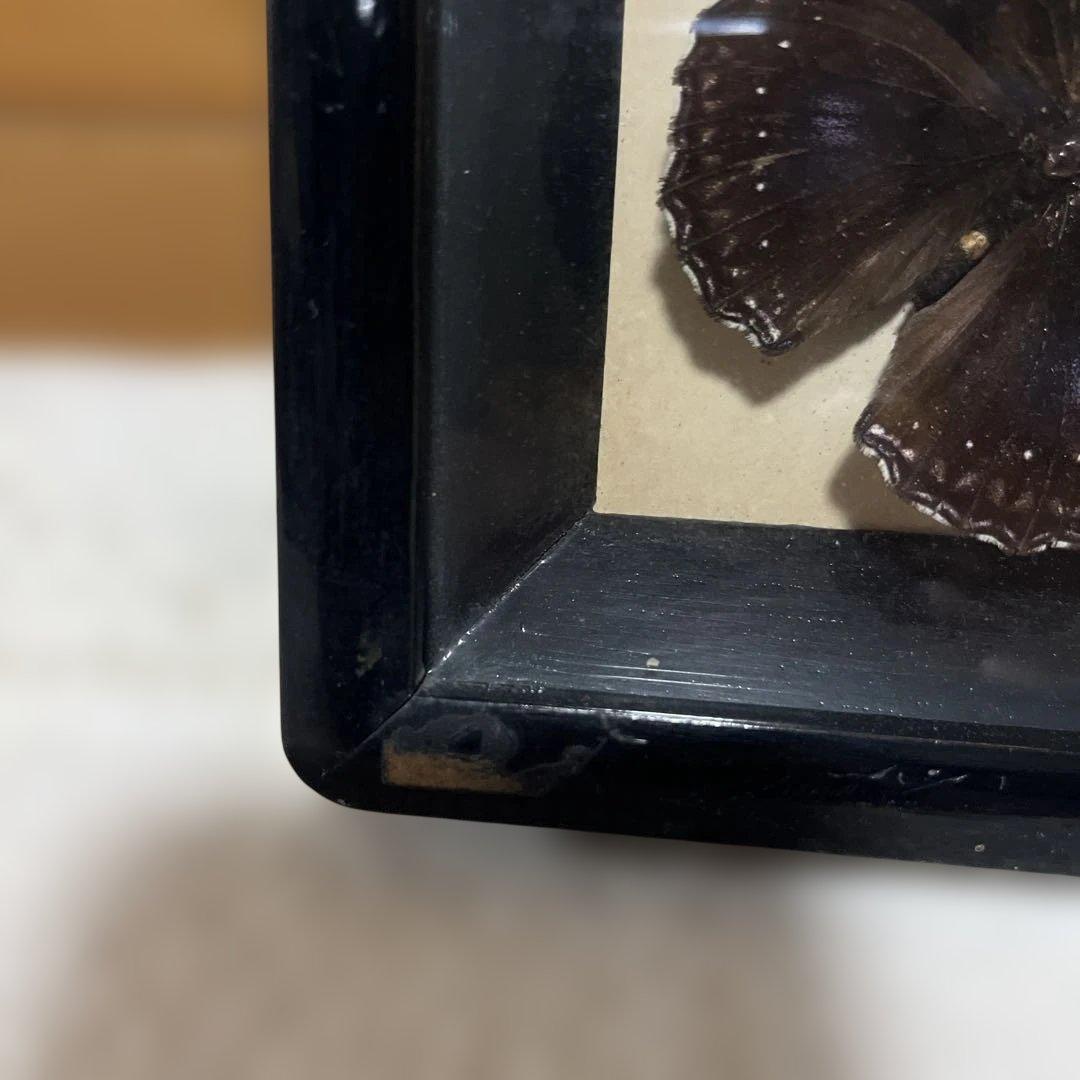 レトロ　モルフォ蝶他標本