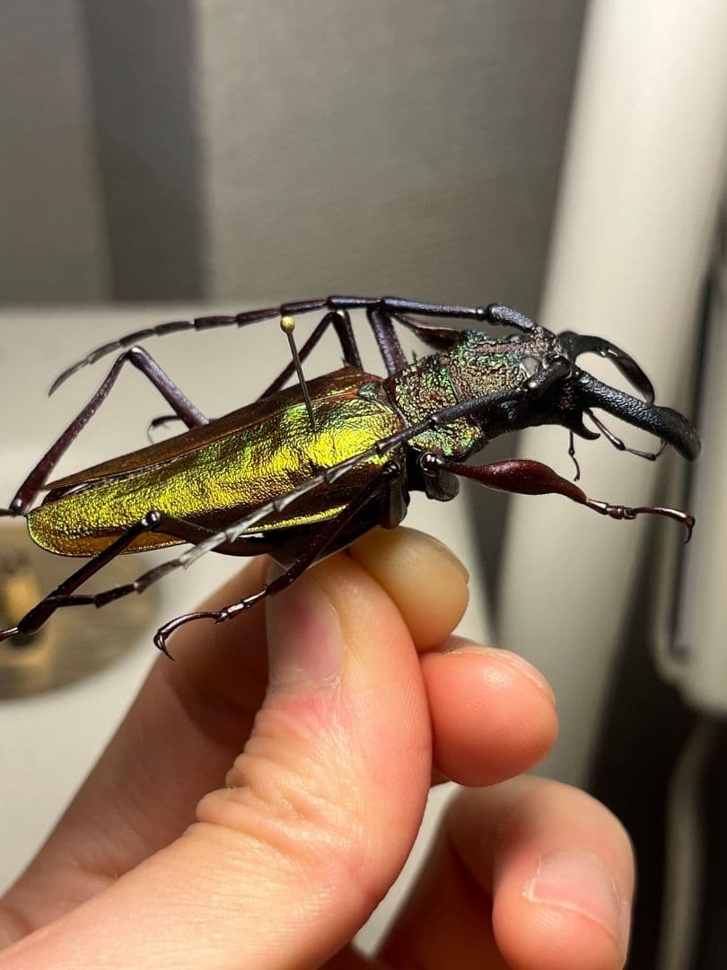 【赤黄緑青】ルリオニカミキリ ムラサキオニノコギリカミキリ キンオニ標本
