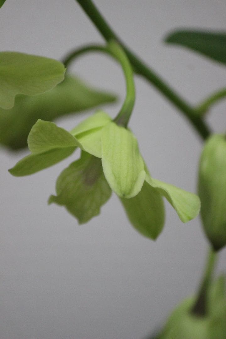 【レンズ４本セット】Canon EOS デジタル一眼レフカメラ Kiss X5