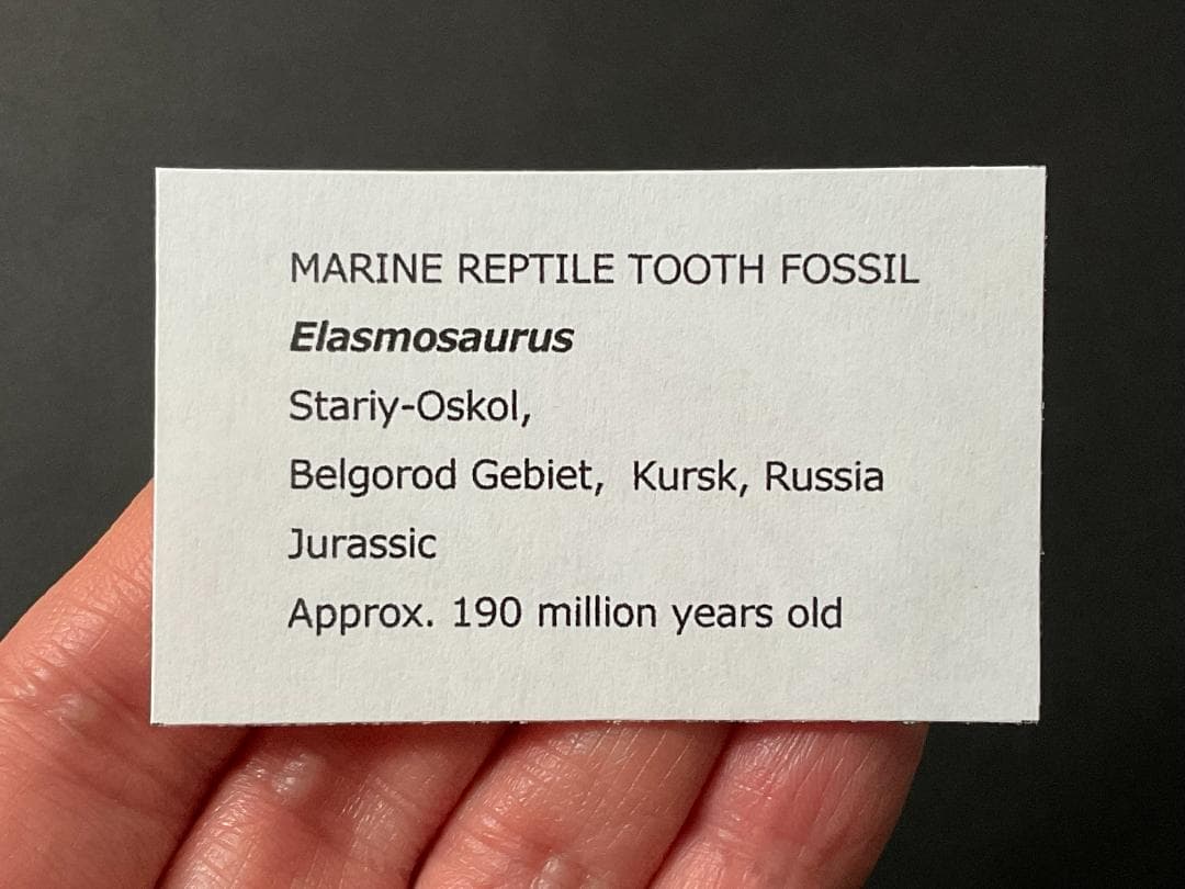 恐竜の歯 [DS361] エラスモサウルス 化石 超希少 レア