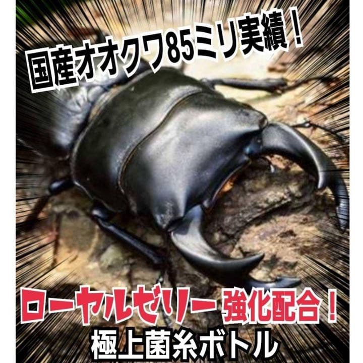 極上！ヒマラヤひらたけ菌糸ブロック【5個】トレハロース強化配合！オオクワに抜群！