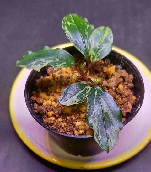 Bucephalandra sp. Motleyana Variegata　小株