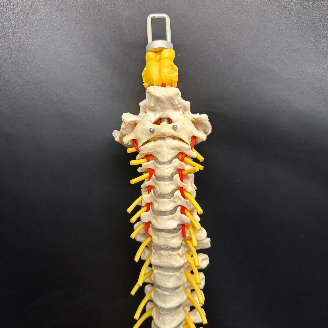 ♡※後右棚c1001 somso 脊柱模型 人体模型 人体骨格模型 約80cm