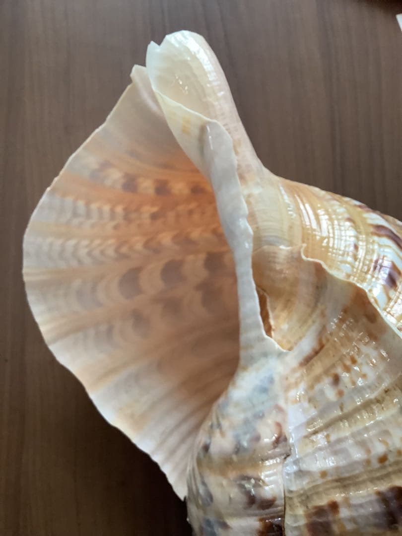 ヤフメリ27・法螺貝・山伏・修験者・戦国武将・縁起物・熊避・グレートトラバース