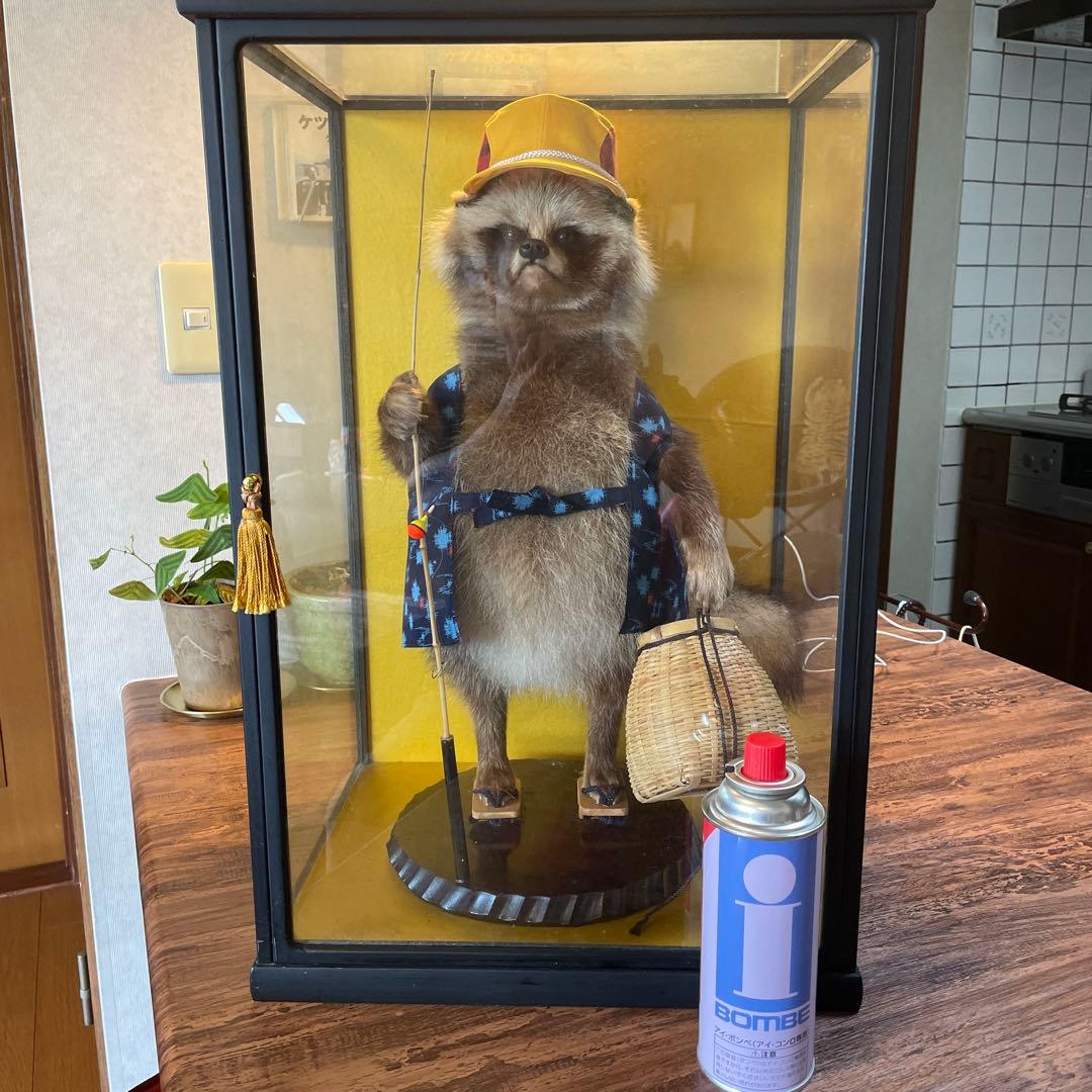 釣り師狸（タヌキ）置物/ たぬきの剥製