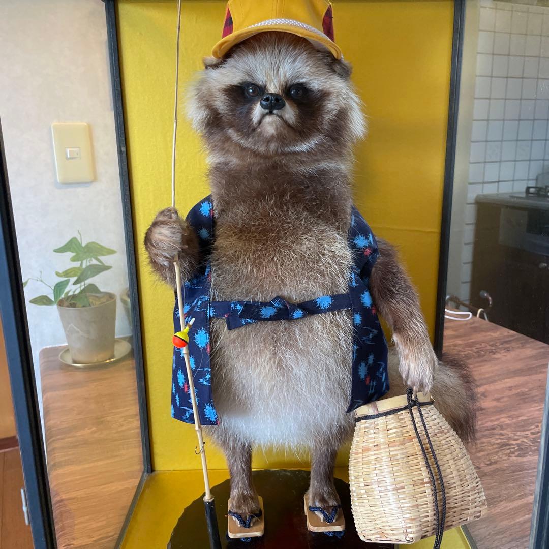 釣り師狸（タヌキ）置物/ たぬきの剥製