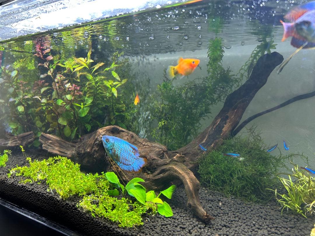 上部濾過式アクアリウム水槽アクアポニックス仕様　60cm幅水槽用