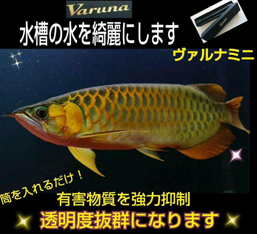 ヴァルナミニ　8センチ　水槽の透明度が抜群に！有害物質強力抑制！水替え不要に！