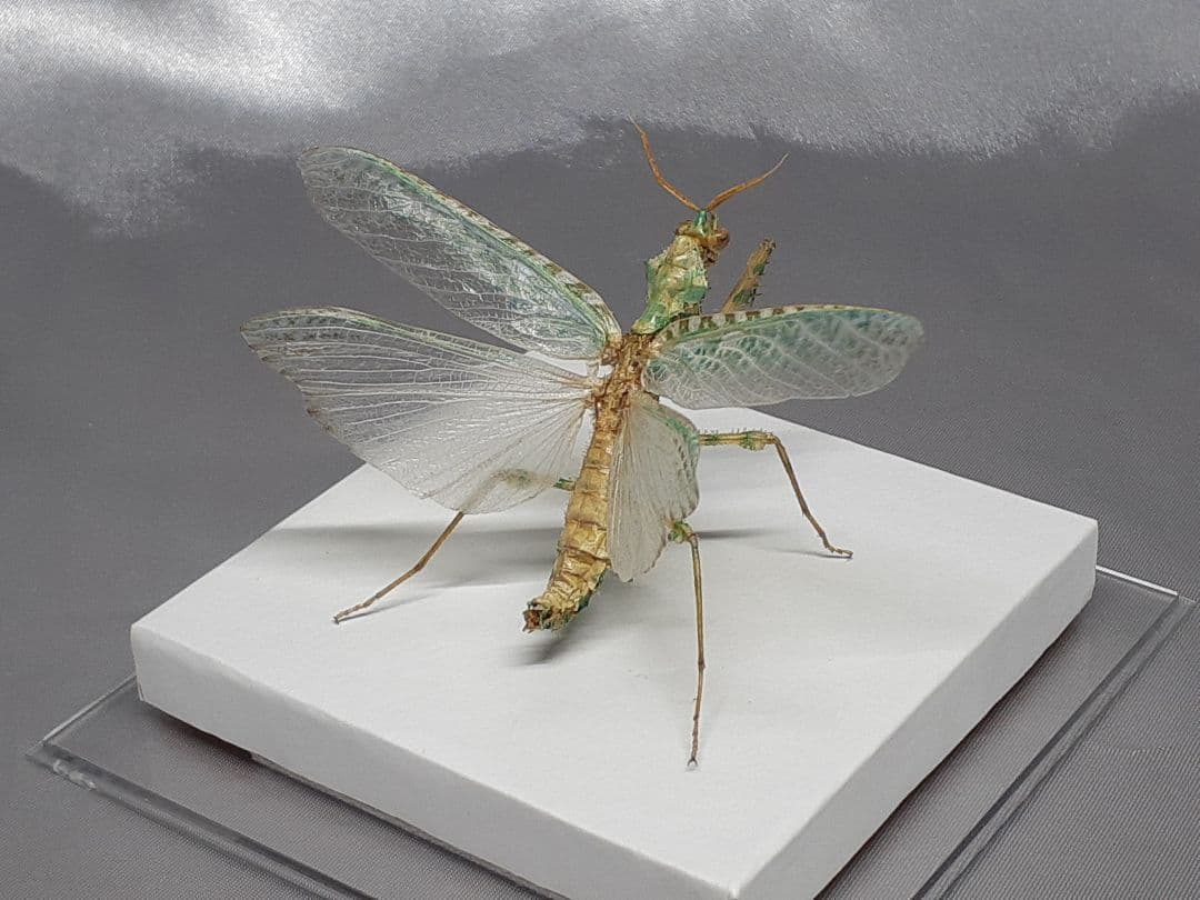 アザミカマキリ雄　立体標本