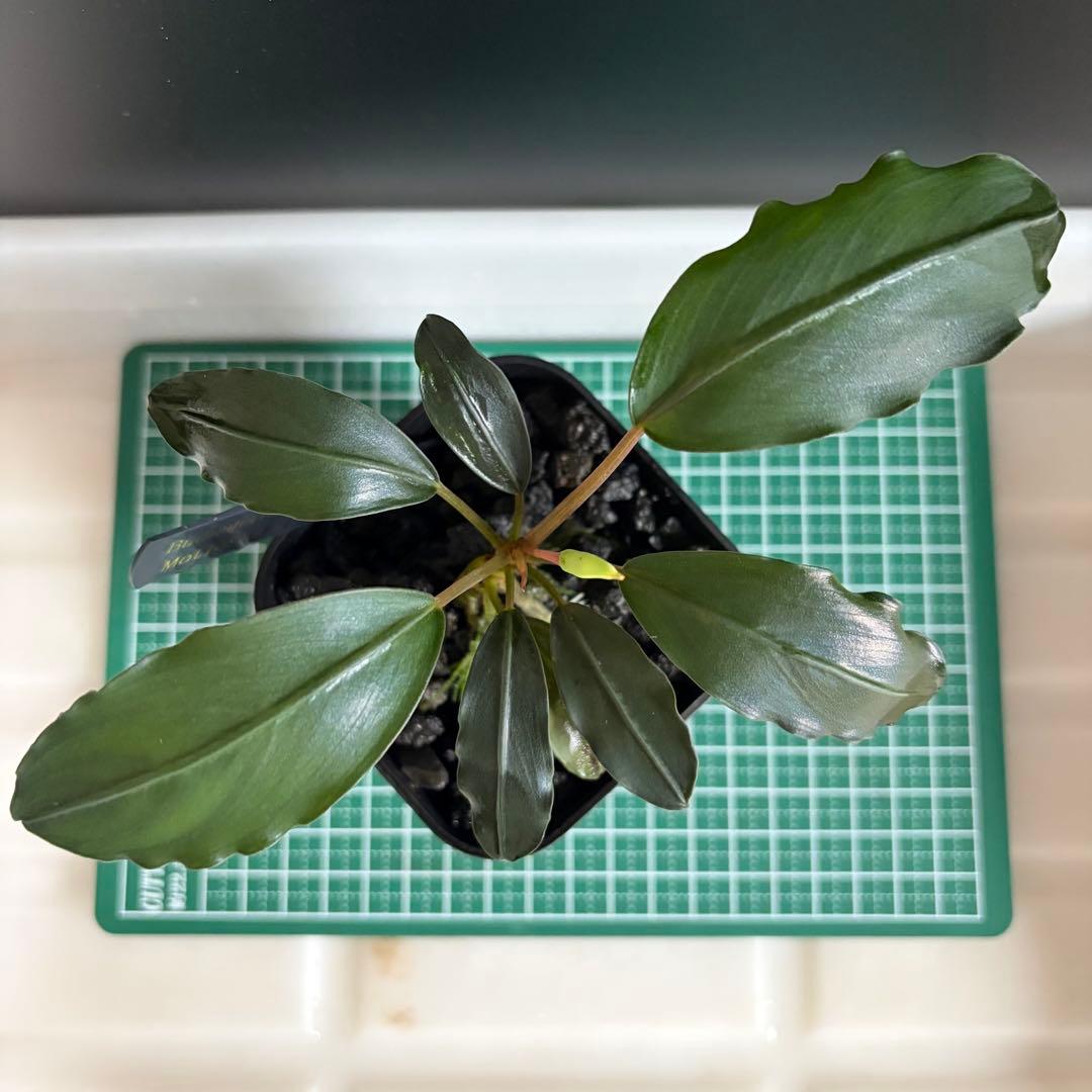 Bucephalandra Motleyana / Padawan 水上葉