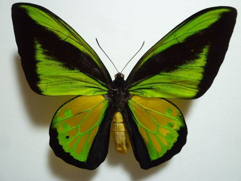 や*ん様 【外国産蝶標本】ゴライアストリバネアゲハ♂/インドネシア.セラム島産/