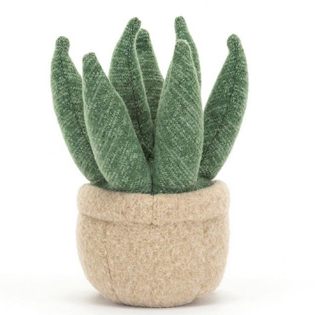 廃盤　新品　ジェリーキャット　アロエ　植物　多肉植物　アロエベラ　観葉植物　緑