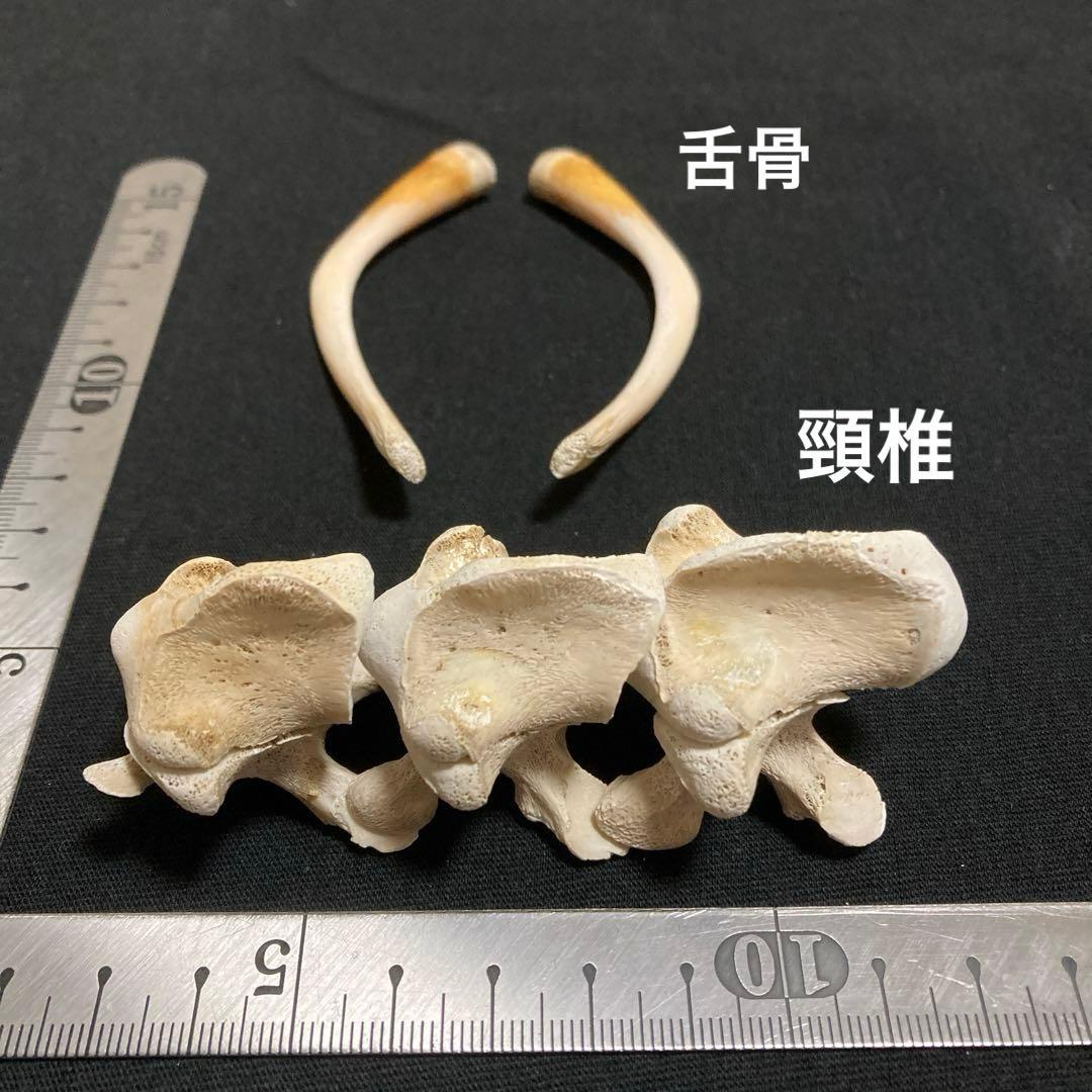 アカウミガメの骨標本　海亀頭骨他