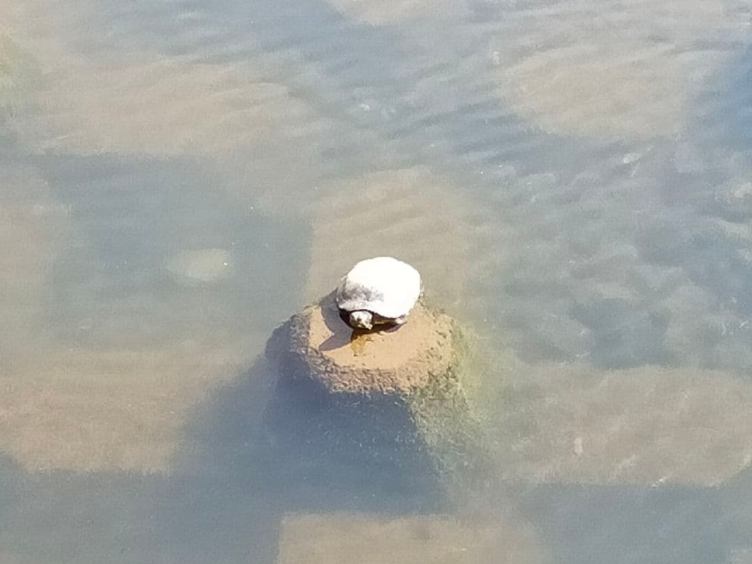 ★動物の絵★ 40代 絵心なし お酒好き