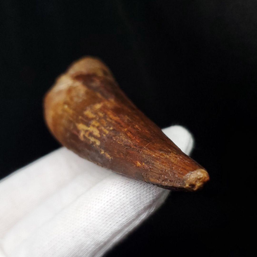 美品 スピノサウルス 本物 モロッコ産 82.41mm  sp430