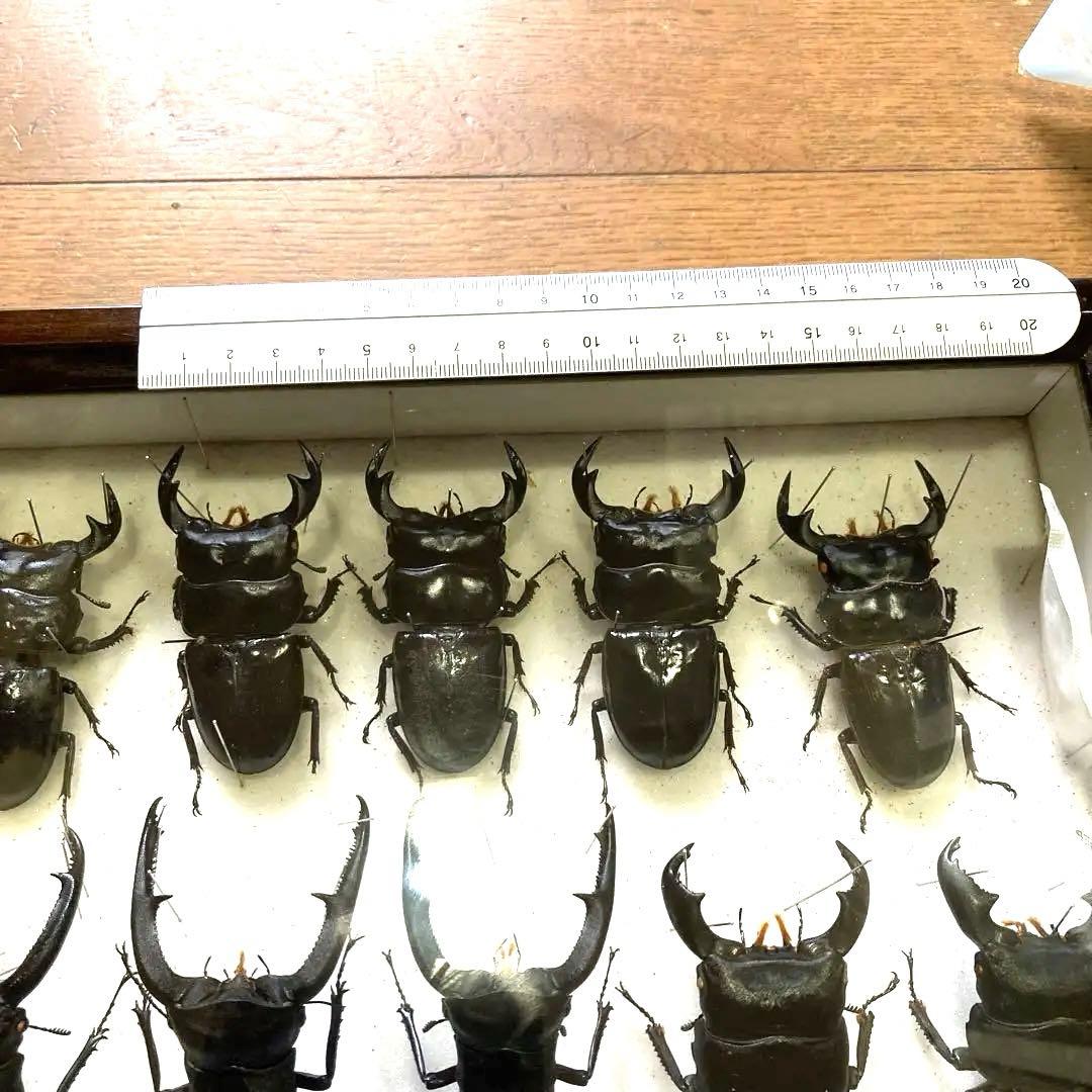 750mmオーバー1000mm世界のクワガタオオクワガタヒラタクワガタなど21頭