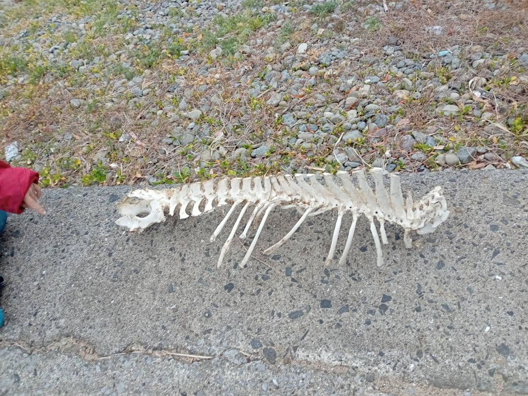動物の骨格 約60cm 自然乾燥