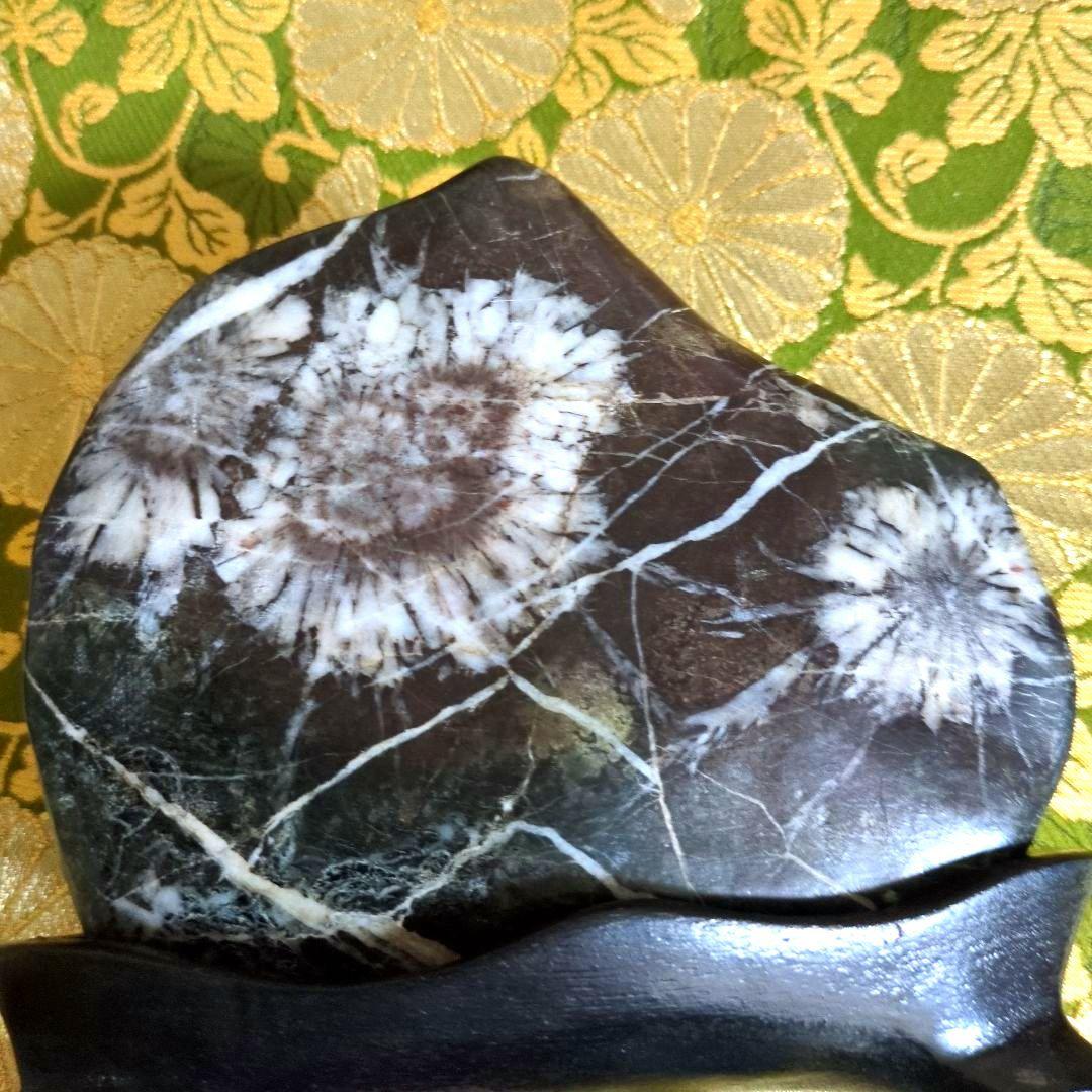 【最終価格】特別天然記念物 岐阜県根尾谷 菊花石