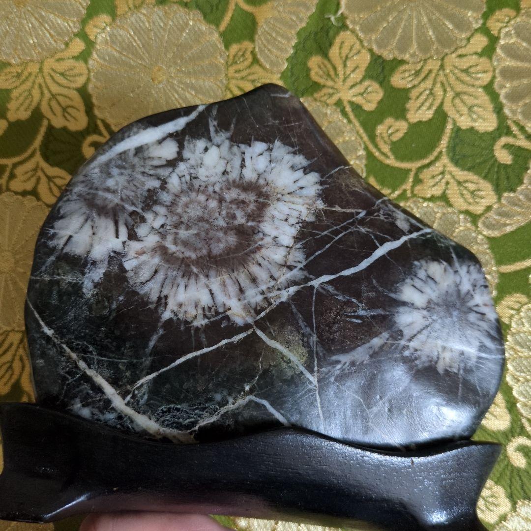 【最終価格】特別天然記念物 岐阜県根尾谷 菊花石