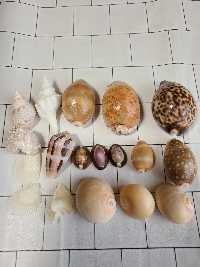 五島列島!特大! 貝殻　貝　標本　コレクション　タカラガイ　アンティーク　化石