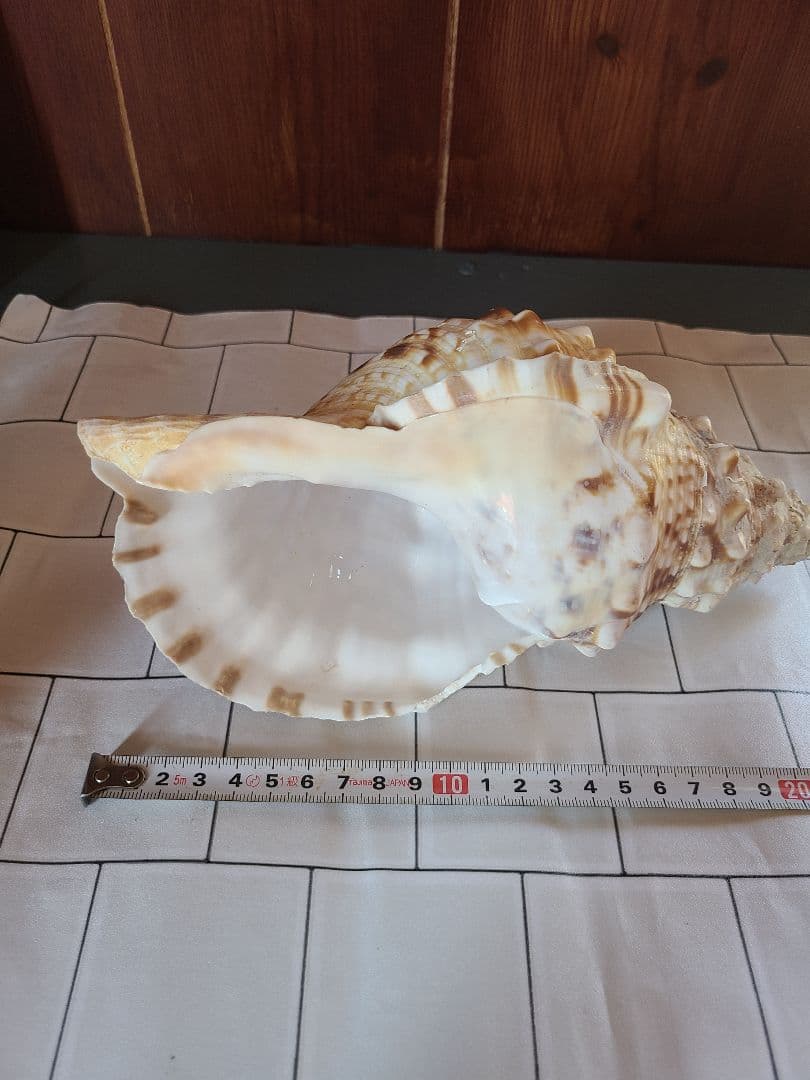 五島列島!特大! 貝殻　貝　標本　コレクション　タカラガイ　アンティーク　化石