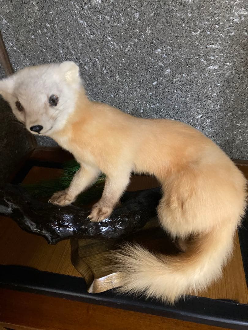 てんの剥製